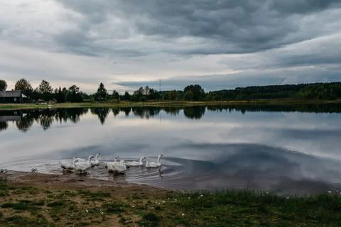 Geese Stockfoto's