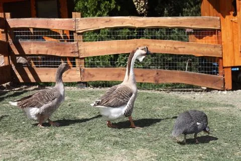 Geese Stock Photos