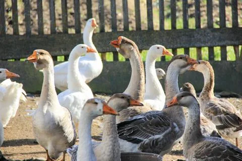 Geese Stock Photos