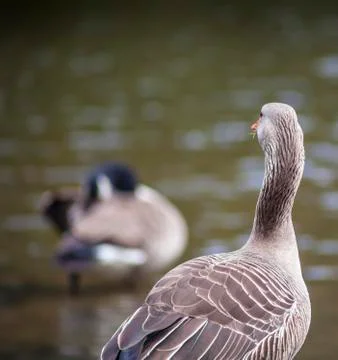 Geese Stock Photos
