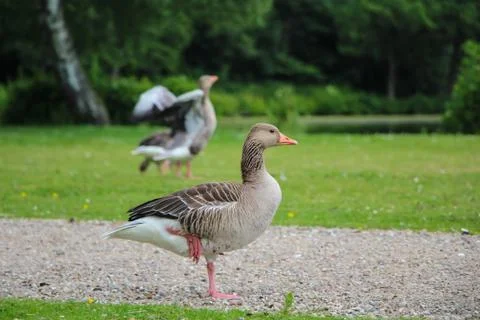 Geese Stock Photos