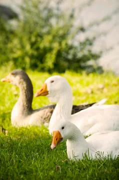 Geese Stock Photos
