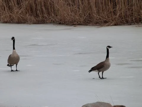 Geese Stock Photos