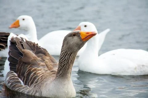 Geese Stock Photos