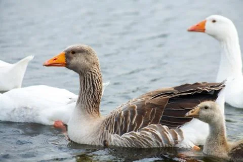 Geese Stock Photos