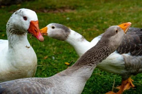 Geese Stock Photos