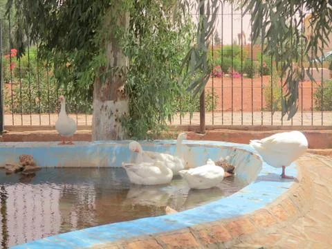 GEESE Stock Photos