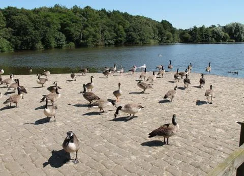 Geese. Stock Photos