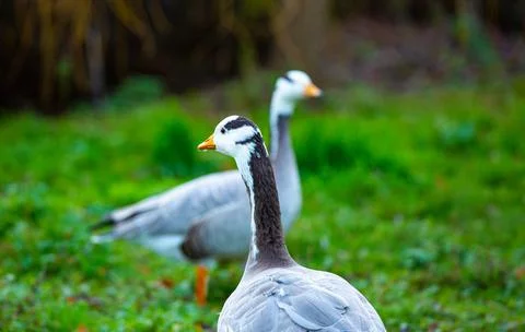 Geese 写真素材