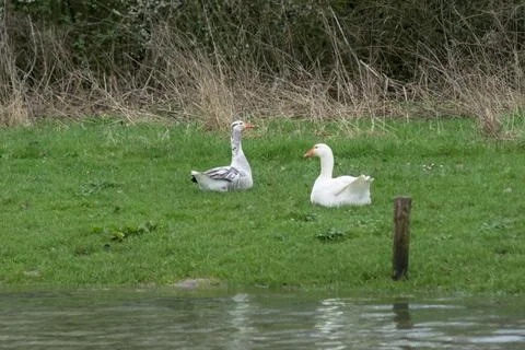Geese Stock Photos