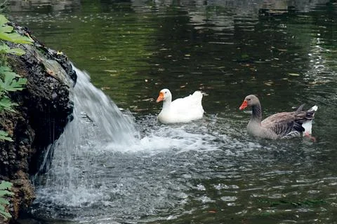 Geese Stock Photos