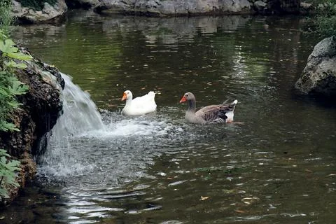 Geese Stock-Fotos