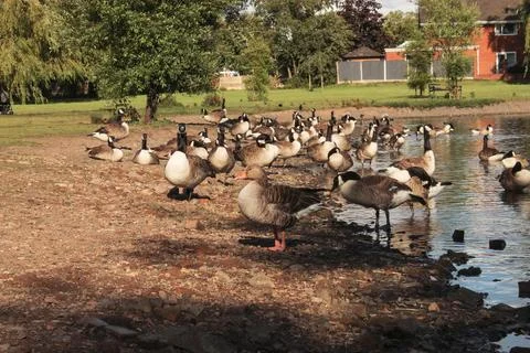 Geese 스톡 사진