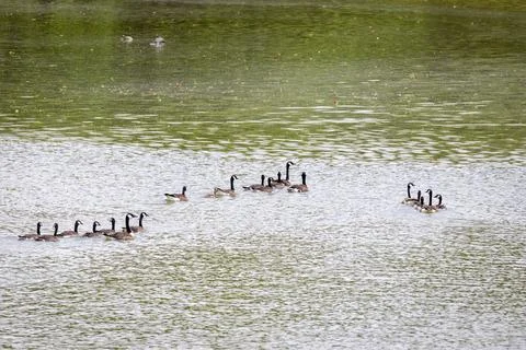 Geese Stock Photos