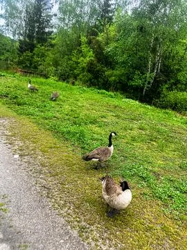 Geese Photos