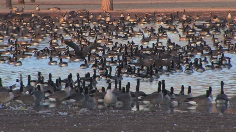 Geese on pond 1 Video stock 33060010