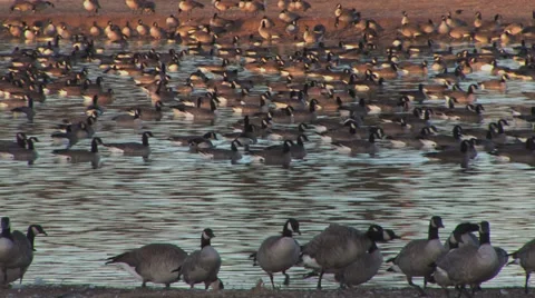 Geese on a pond 2 Stock Footage 33060905