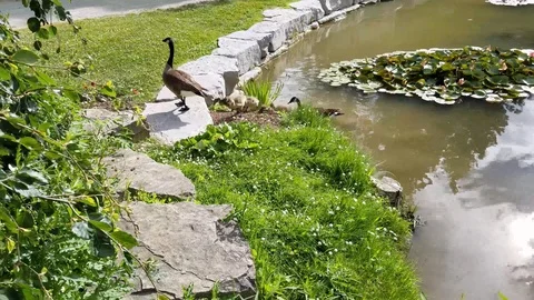 Geese on a pond 2 Stock Footage 91232681