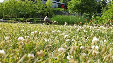 Geese on a pond 3 Stock-Footage 91232682
