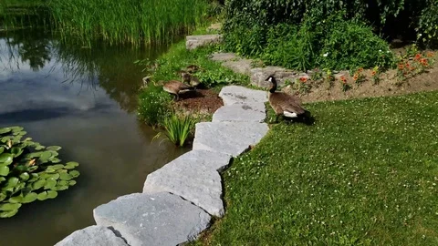 Geese on a pond 4 Stock Footage 91232680