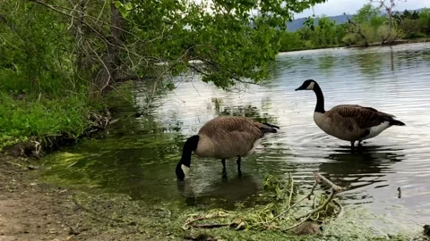 Geese at the Pond in 4k Stock Footage 160366923