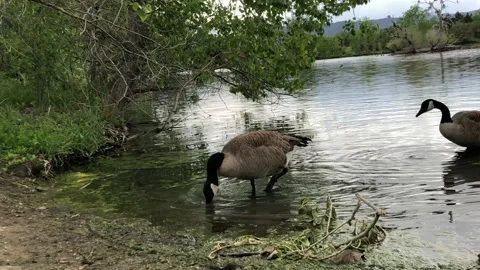 Geese at the Pond in 4k Stock Footage 160366980