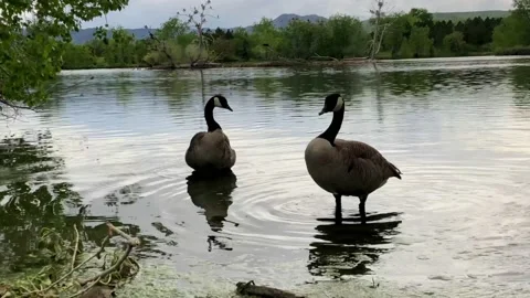 Geese at the Pond in 4k Stock Footage 160366992