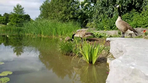 Geese on a pond 5 Video stock 91232684