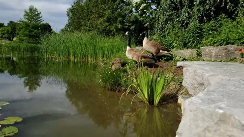 Geese on a pond 6 Video stock 91232685