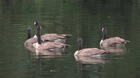 Geese in Pond Stock Footage 20486916