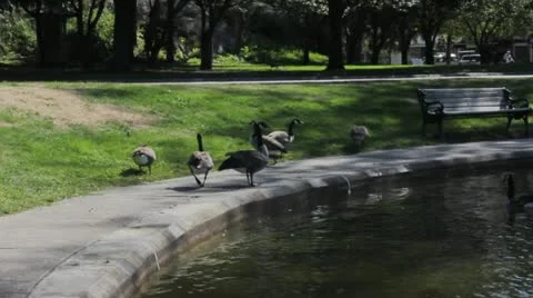 Geese in Pond Stock Footage 22204193