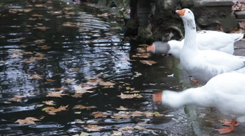 Geese at pond Stock Footage 25227229