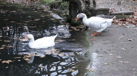 Geese at pond Stock Footage 51045149