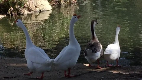 Geese by Pond Stock Footage 75831666