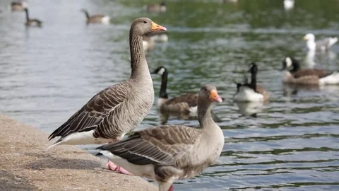 Geese at the pond Stock Footage 77487426