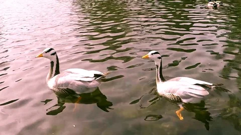 Geese in a pond Stock Footage 77863895
