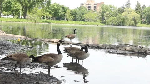 Geese in pond Stock Footage 90295556