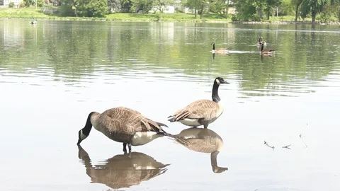 Geese in pond Video stock 90295661