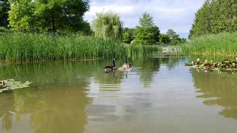 Geese on a pond Stock Footage 91232692