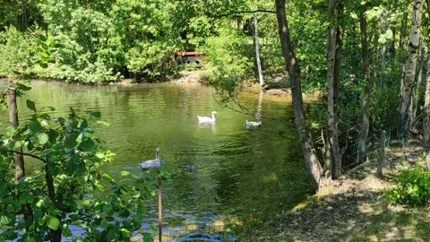 Geese in the pond 스톡 동영상 156812877