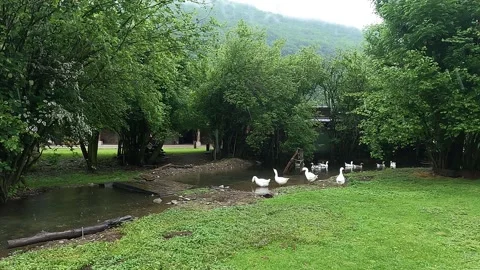 Geese in the pond Vídeo Stock 241934553