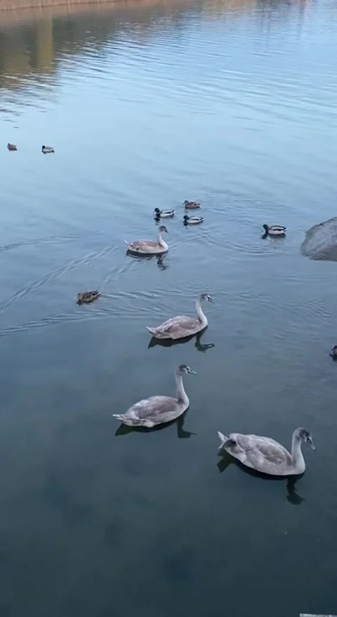 Geese on the pond Stock Footage 289399778