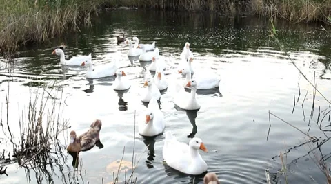 Geese in pond Full HD Stock Footage 8112015