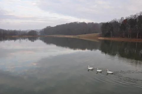 Geese on the Pond Stock Photos