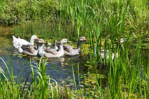 Geese in pond Stock Photos