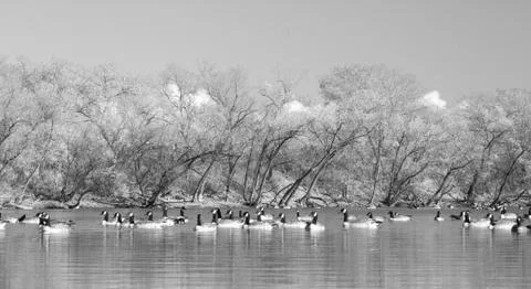 Geese in the pond Stock Photos