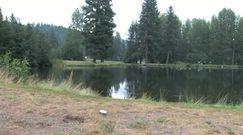 Geese in Pond zoom Stock Footage 20487133