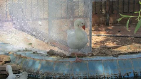 Geese in pool Stock Photos