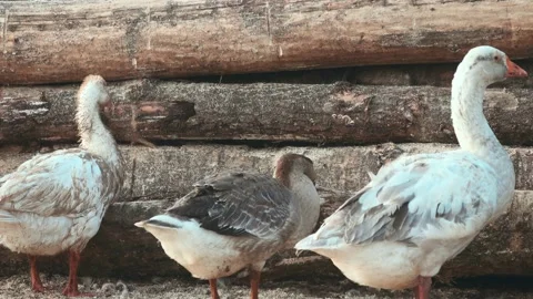 Geese in the poultry yard Video stock 150679481