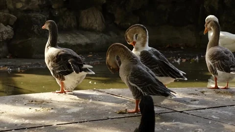 Geese preen feathers while standing by the water edge in a zoo pond area. Calm Stock Footage 325787731